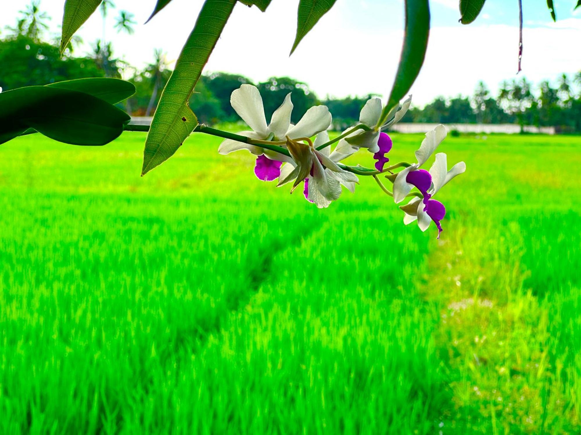 פולונרואה Aroma Villa Homestay מראה חיצוני תמונה